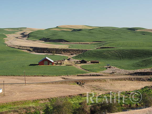 200508 Wheat Palouse-1