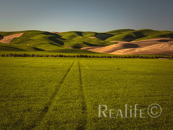 200508 Wheat Palouse-36